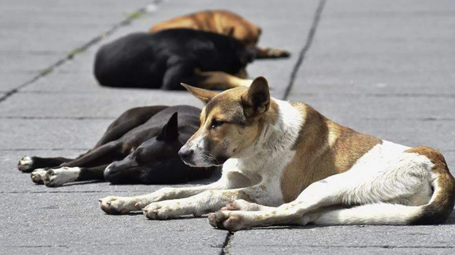 Perros cuartoscuro